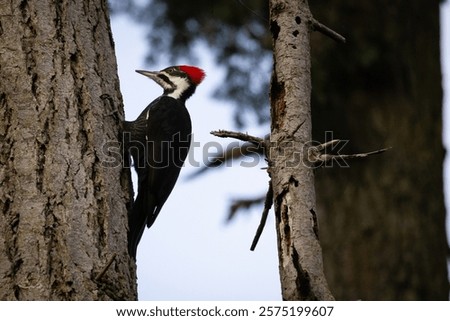 wood pecker in a tree 