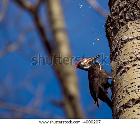 a wood pecker in a tree building a nest
