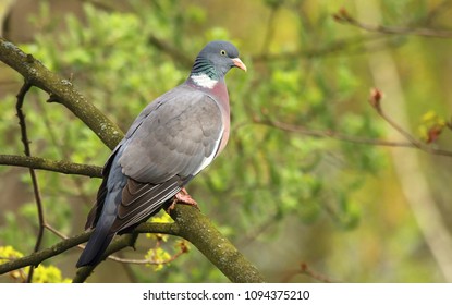 Wood Pigeon Columba Palumbus