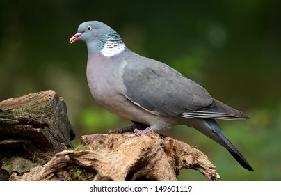 Wood Pigeon (Columba Palumbus)