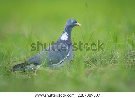 Wood Pigeon ( Columba palumbus ) close up 