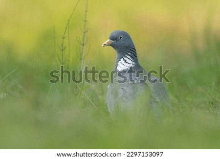 Wood Pigeon ( Columba palumbus ) close up