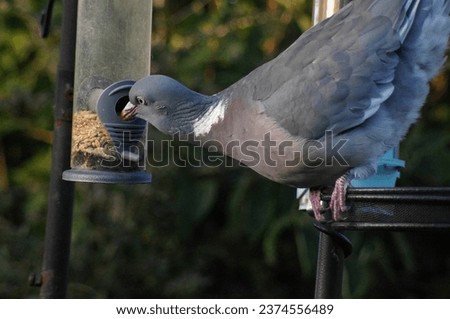 Wood pigeon (Columba palumbus) feeding on a bird feeder more suitable for much smaller birds.