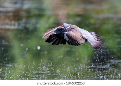 Wood Pigeon Or Columba Palumbus Flying Over Water