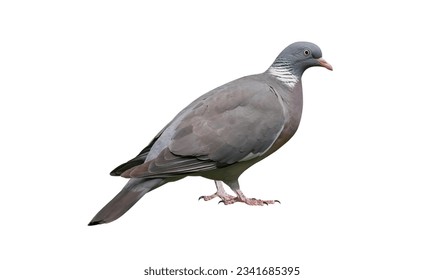Wood pigeon (Columba palumbus), isolated on white background - Powered by Shutterstock