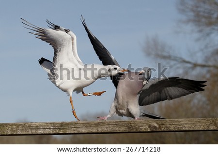 Wood pigeon, Columba palumbus, single bird fighting with Black-headed gull, March 2015    