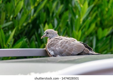 Wood Pigeon Babies Stock Photos Images Photography Shutterstock