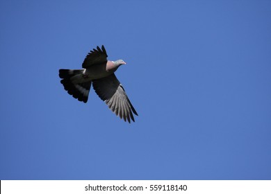  Wood Pigeon Flying (Columba Palumbus) 