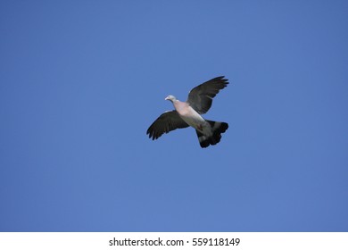  Wood Pigeon Flying (Columba Palumbus) 