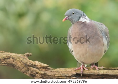 Wood pigeon - Houtduif