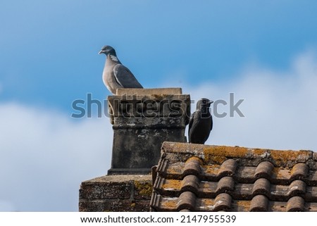 wood pigeon and jay sitting on roof and chimney in UK spring summer. light and dark, good vs evil, unlikely friendship, opposites attract