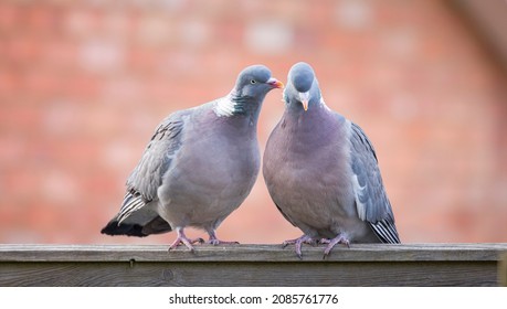 Wood Pigeons Courtship Ritual In A UK Garden