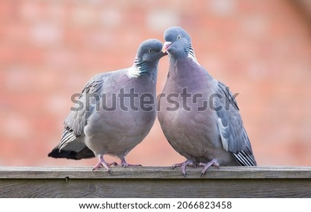Wood pigeons, pair of birds mating ritual in a UK garden