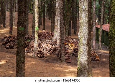 Wood Pile At El Paso Del Pilar Mountain At La Palma. Canary Islands. Spain