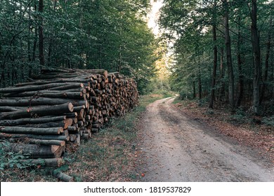 Wood Pile In The Forest Near Logging Road Or Path At Sunset