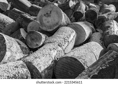 Wood Pile Of Winter Fuel