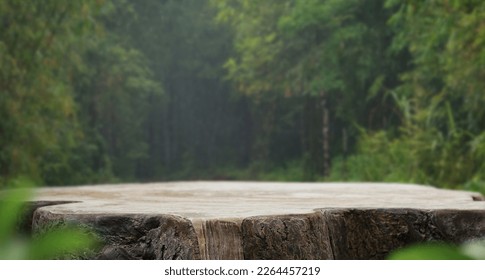Wood podium table top in outdoor green lush tropical forest nature landscape background.Organic healthy natural product present placement pedestal counter display,spring summer jungle concept.