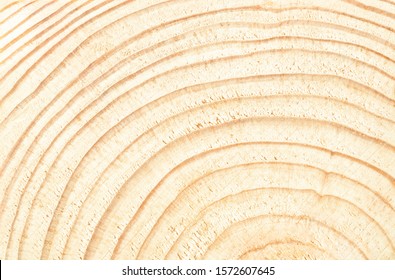 Wood Rings Close Up, Abstract Background Or Texture