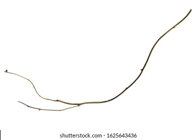 wood root, Twisted jungle vines, tropical rainforest liana plant isolated on white background, clipping path included - Shutterstock ID 1625643436