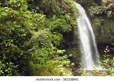 Wood And Sacred Falls, Amber Mountains Park, Madagascar