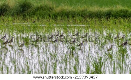 Wood Sandpiper in paddy field in search of food