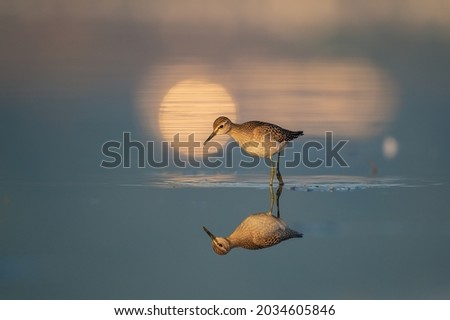 Wood sandpiper with reflection in beautiful morning light