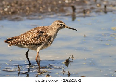 Wood Sandpiper Tringa Glareola
Scolopacidae