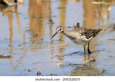 Wood Sandpiper Tringa Glareola
Scolopacidae