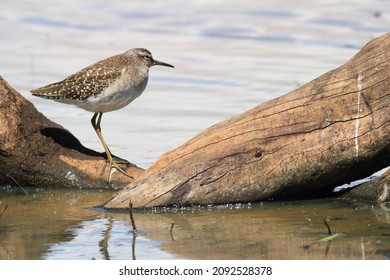 Wood Sandpiper Tringa Glareola
Scolopacidae