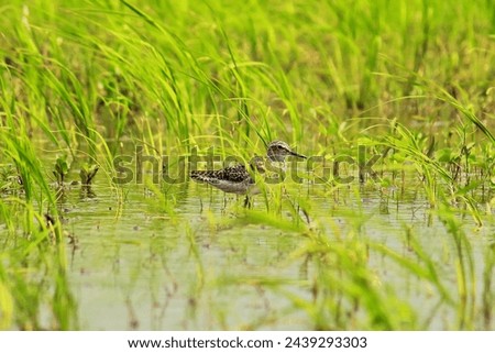 a wood sandpiper (tringa glareola) in a swampland, sundarbans delta region in west bengal, india
