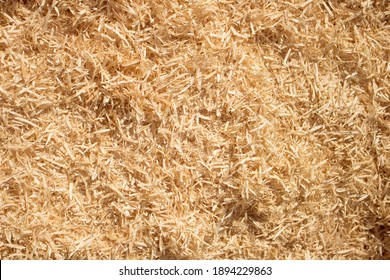 Wood Sawdust Background Closeup. Sawdust Floor Texture