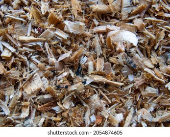 Wood Sawdust Macro Texture Photo