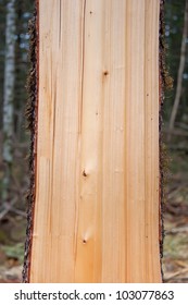 Wood sawn cat vertically