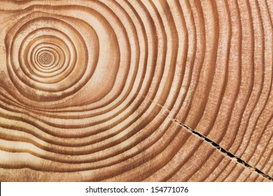 Wood section.