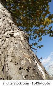 wood shell texture-2