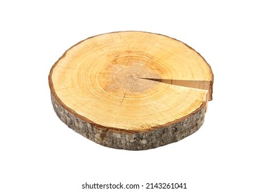 Wood slice with bark, cross section wood log isolated on white background