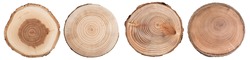 Wood slice cross section with tree rings   isolated on whitte background. Set of tree ring slice, stump circular., a Background Photo by Triff