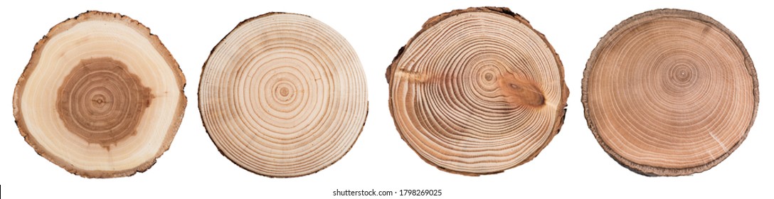 Wood slice cross section with tree rings   isolated on whitte background. Set of tree ring slice, stump circular. - Shutterstock ID 1798269025