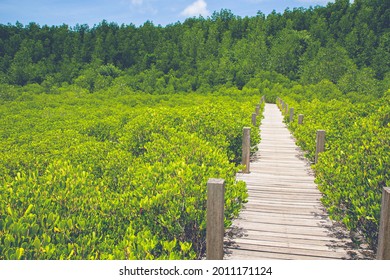 Wood Small Bridge On The Forest Mangrove Vanishing Point Perspective