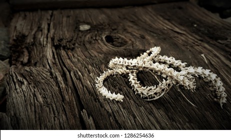 Wood And Snake Skeleton