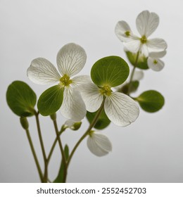 Wood Sorrel is a delicate wildflower with heart-shaped leaves and small, vibrant flowers, often in shades of purple, pink, or white, found in woodland areas. - Powered by Shutterstock