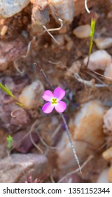 Wood Sorrel Family (Oxalidaceae) 