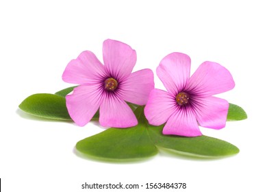 Violet Woodsorrel Images Stock Photos Vectors Shutterstock