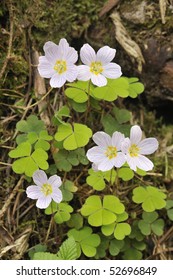 Wood Sorrel - Oxalis Acetosella