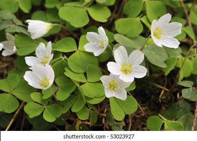 Wood Sorrel - Oxalis Acetosella