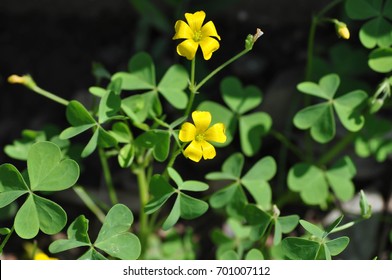 Wood Sorrel High Res Stock Images Shutterstock