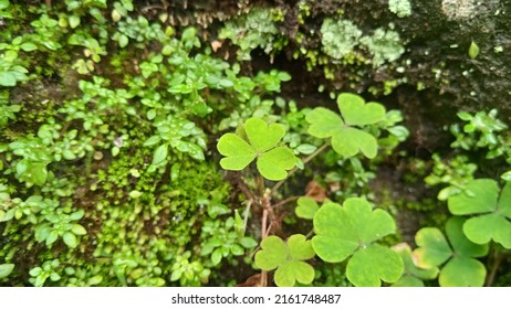 Wood Sorrel Plant On A Wall Street 