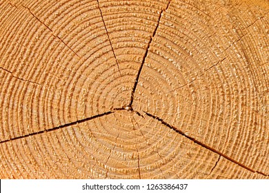 Wood, Spruce On The  Cross-section