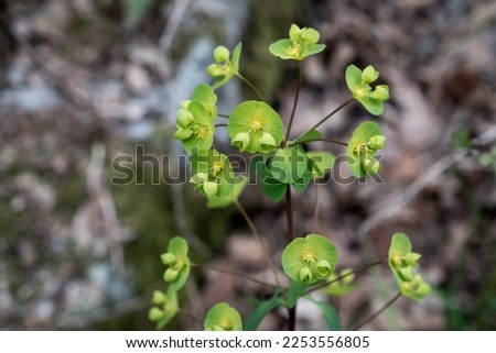 Wood spurge (Euphorbia amygdaloides) yellow-green infloresences blooming in spring 