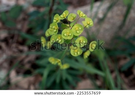 Wood spurge (Euphorbia amygdaloides) yellow-green infloresences blooming in spring